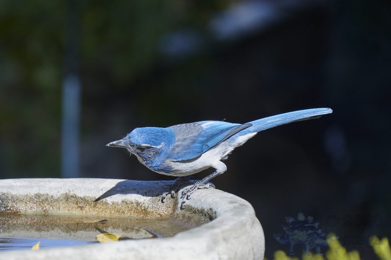 California Scrub Jay