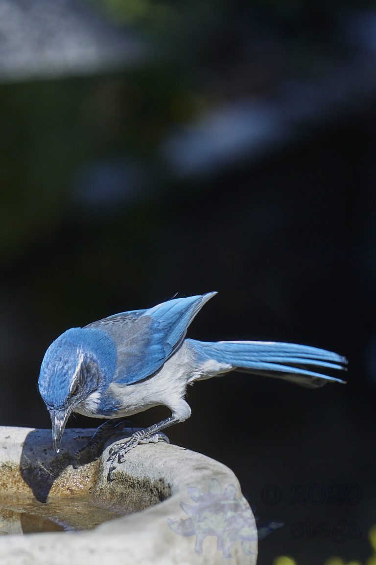 California Scrub Jay Week