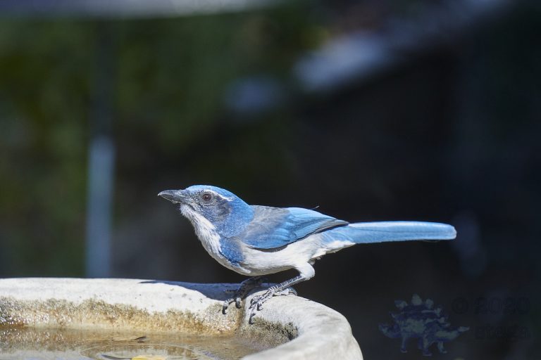 California Scrub Jay