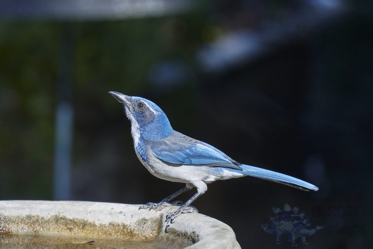 California Scrub Jay