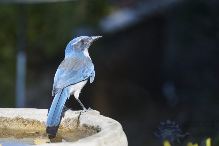 California Scrub Jay