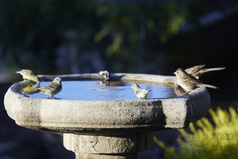Finches, Warblers and Sparrows