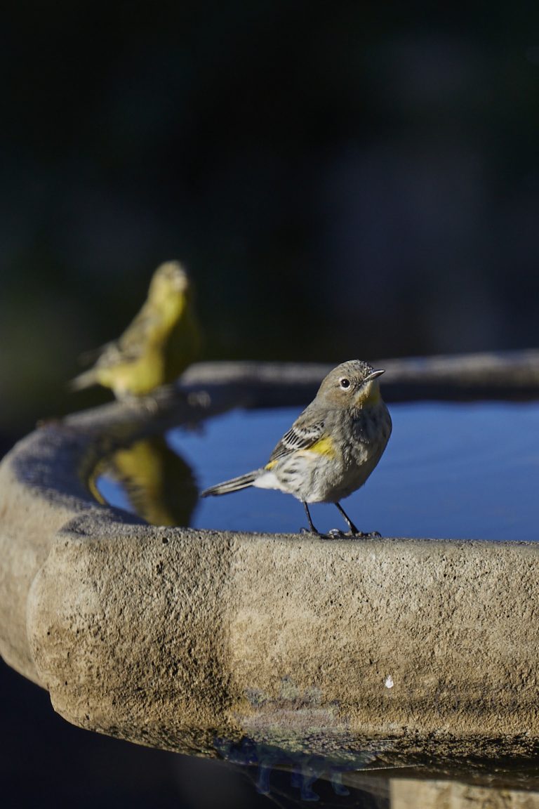 Yellow-Rumped Warbler
