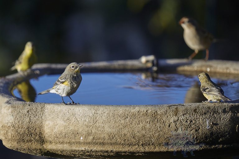 Yellow-Rumped Warbler with Lesser Goldfinch