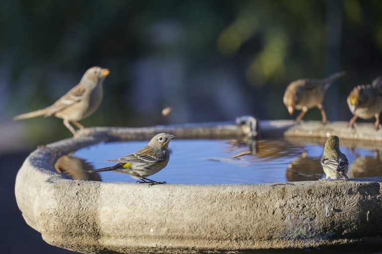 Yellow-Rumped Warbler