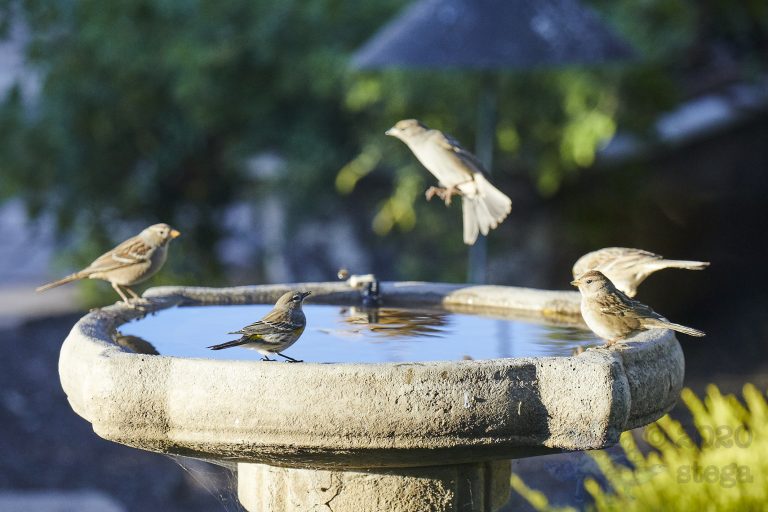 Yellow-Rumped Warbler with Sparrows