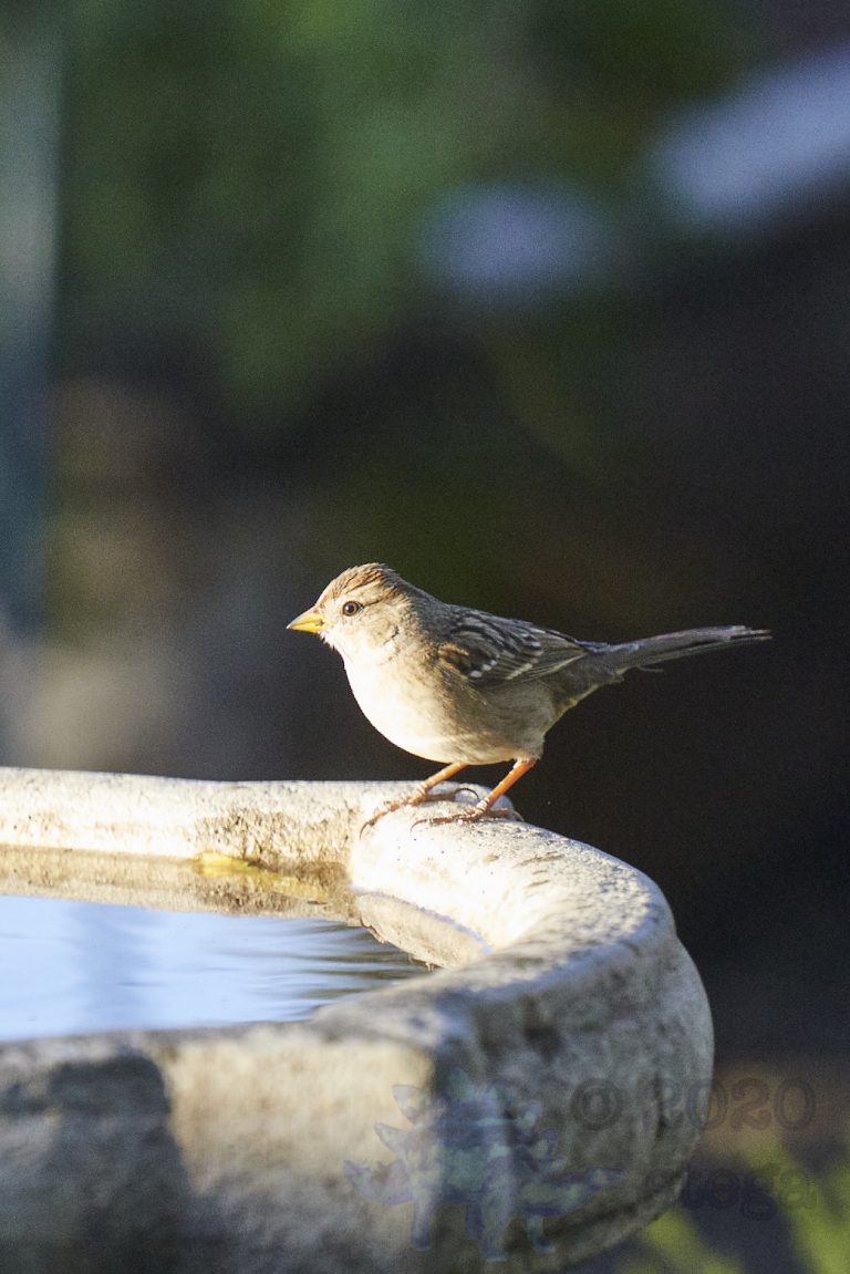 White-Crowned Sparrow