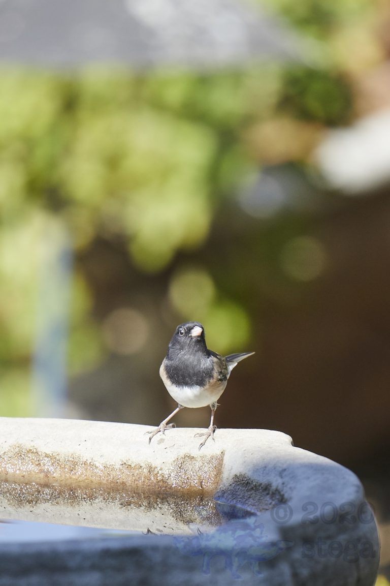 Dark-eyed Junco