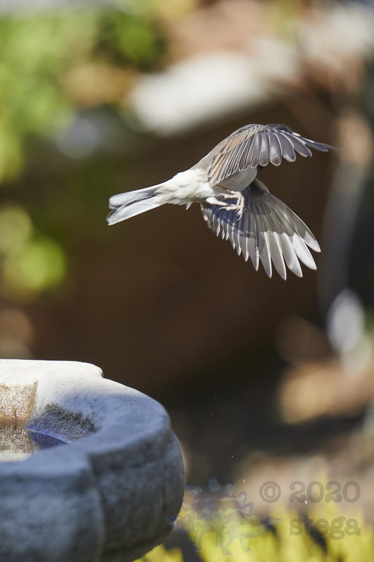 Dark-eyed Junco