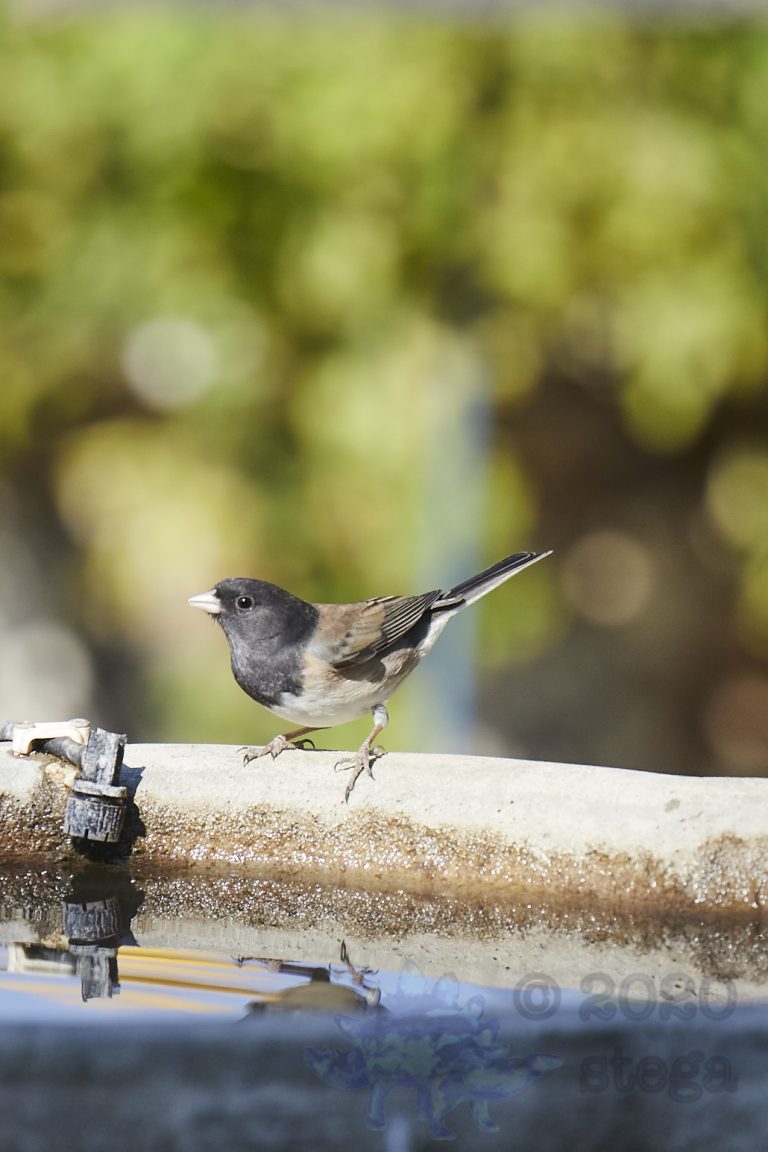 Dark-eyed Junco