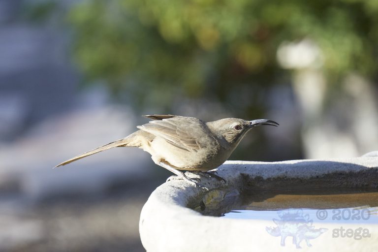California Thrasher
