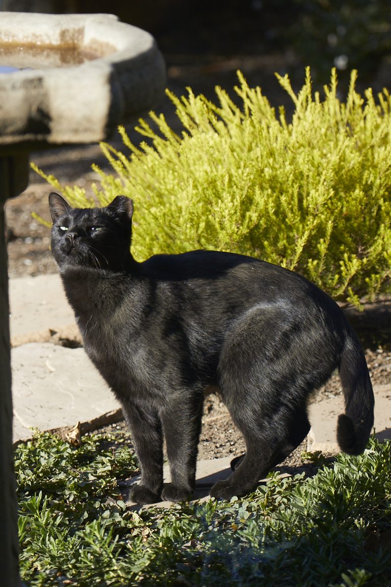 Feral Cat