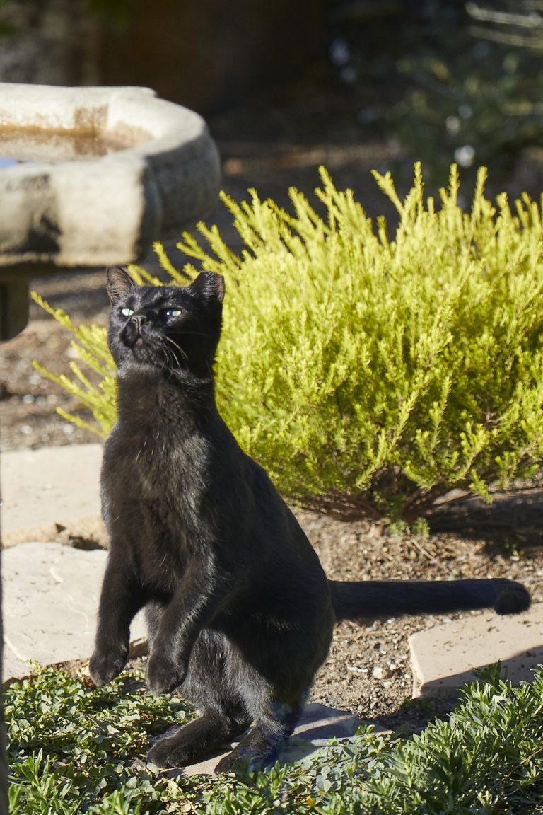 Feral Cat