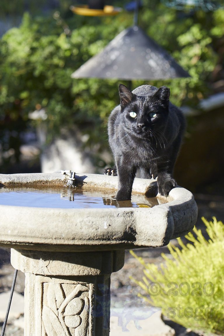 Feral Cat (4 Images)
