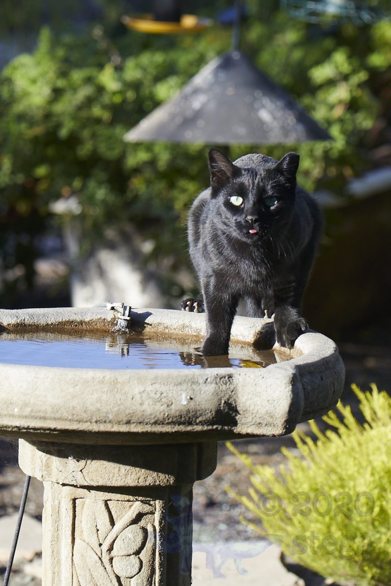 Feral Cat