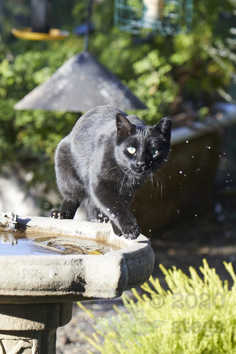 Feral Cat
