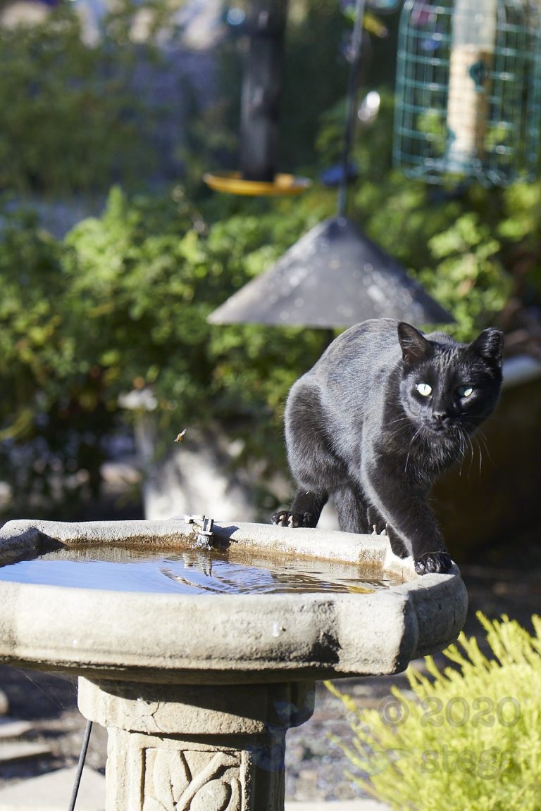 Feral Cat with Bee