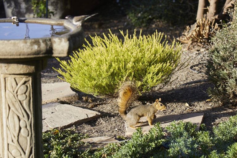 Fox Squirrel