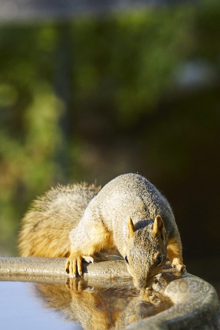 Fox Squirrel