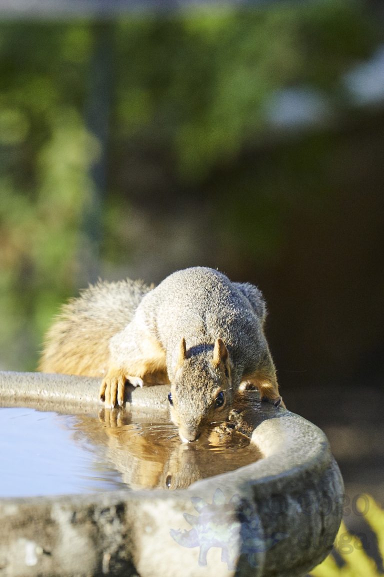 Fox Squirrel