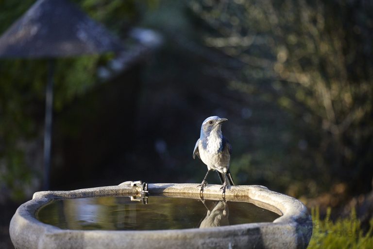 California Scrub Jay Week