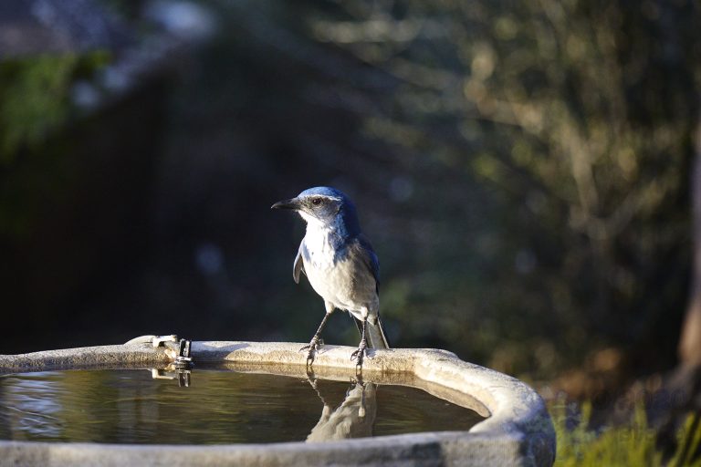 California Scrub Jay Week