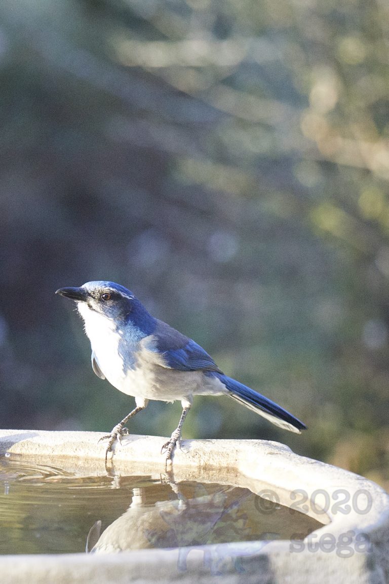 California Scrub Jay
