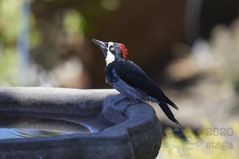 Acorn Woodpecker