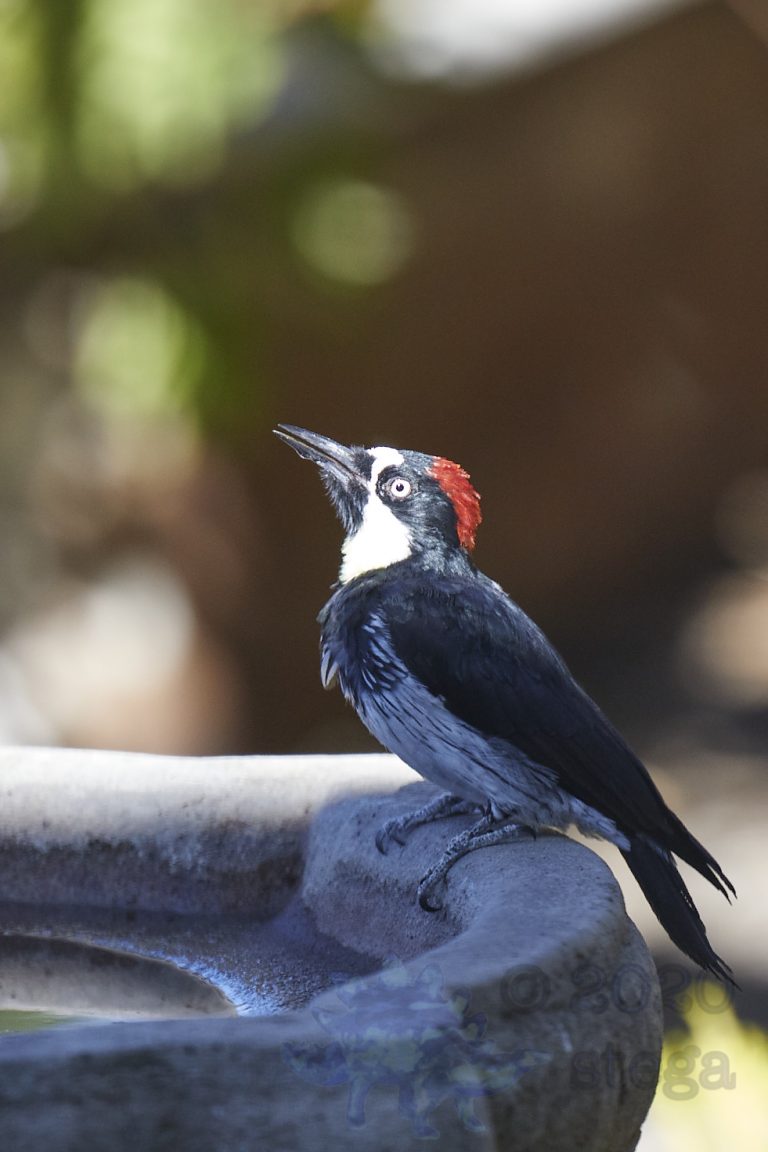 Male Acorn Woodpecker