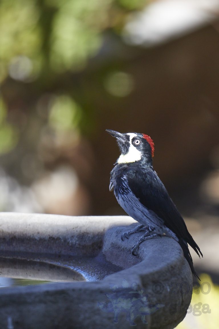 Acorn Woodpecker