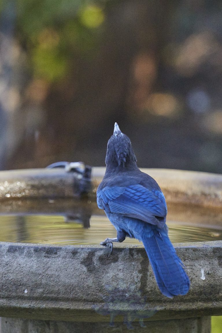 Steller’s Jay