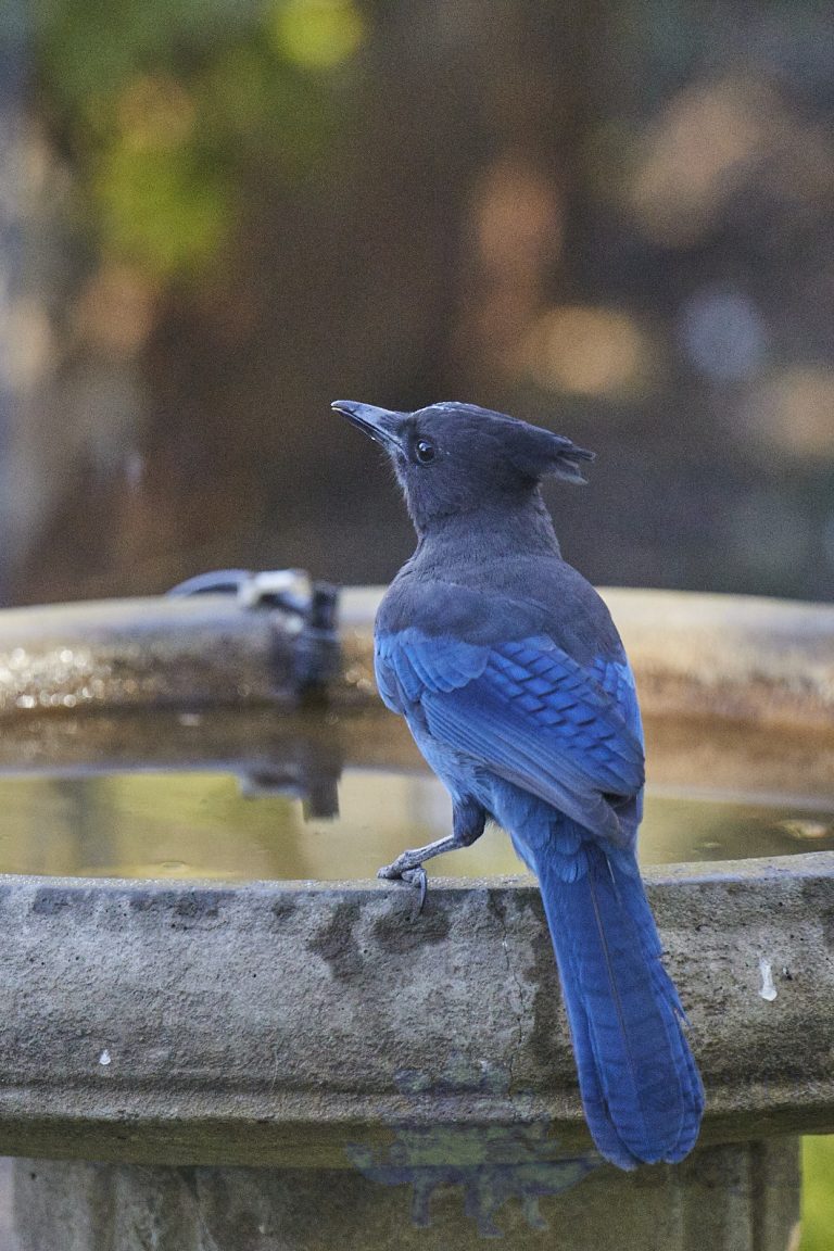 Steller’s Jay
