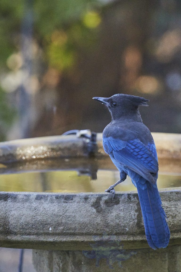 Steller’s Jay