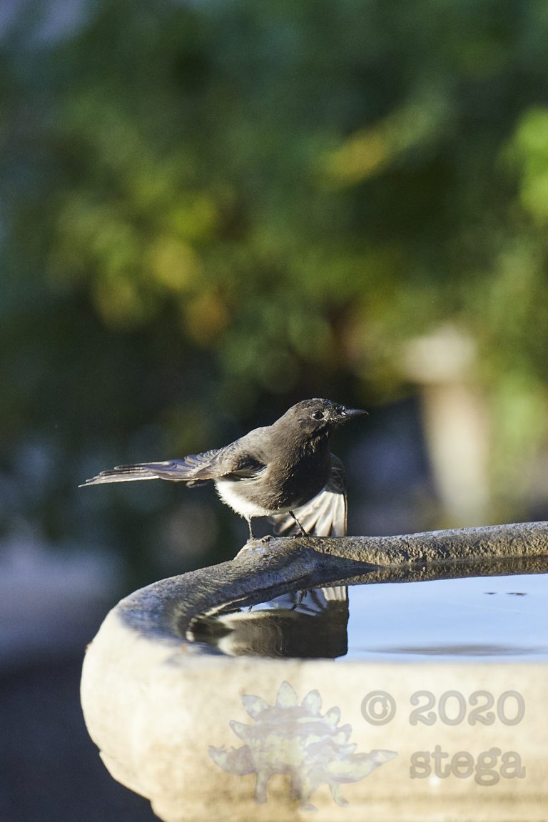 Black Phoebe
