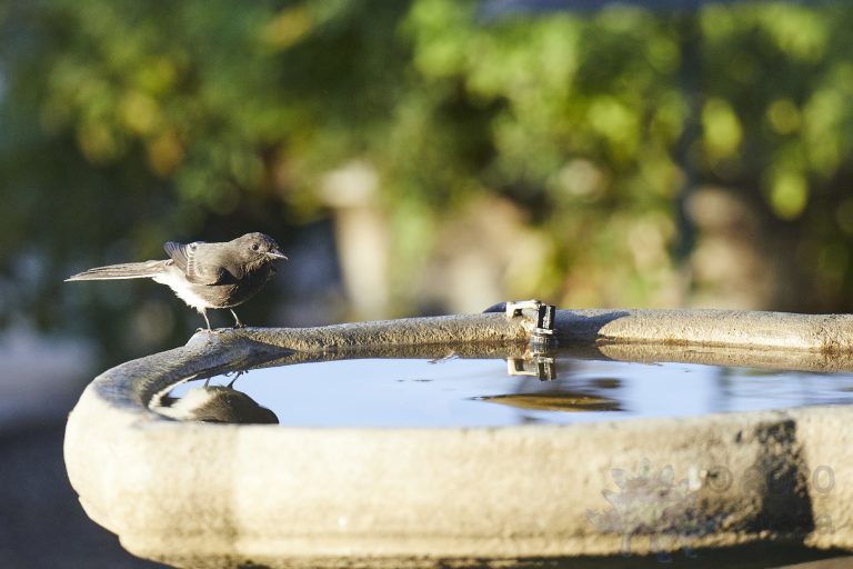 Black Phoebe