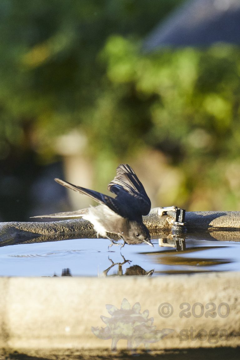 Black Phoebe