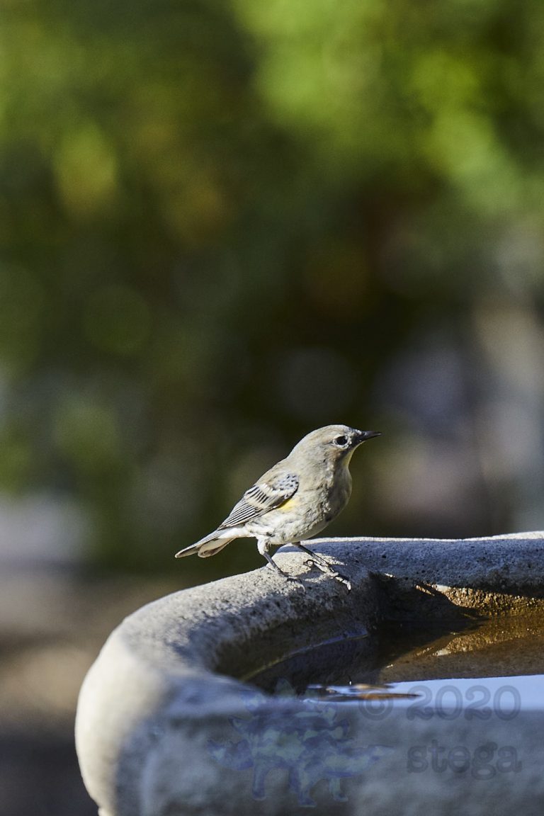 Yellow-Rumped Warbler (3 Images)