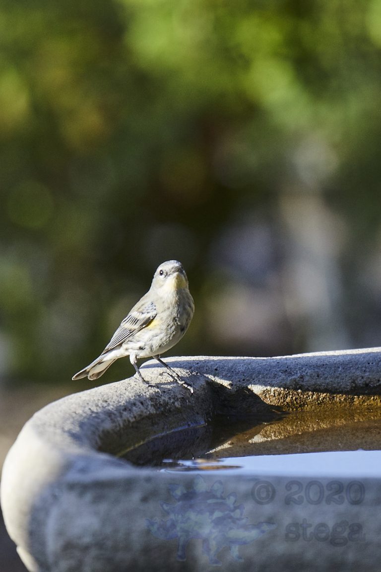 Yellow-Rumped Warbler