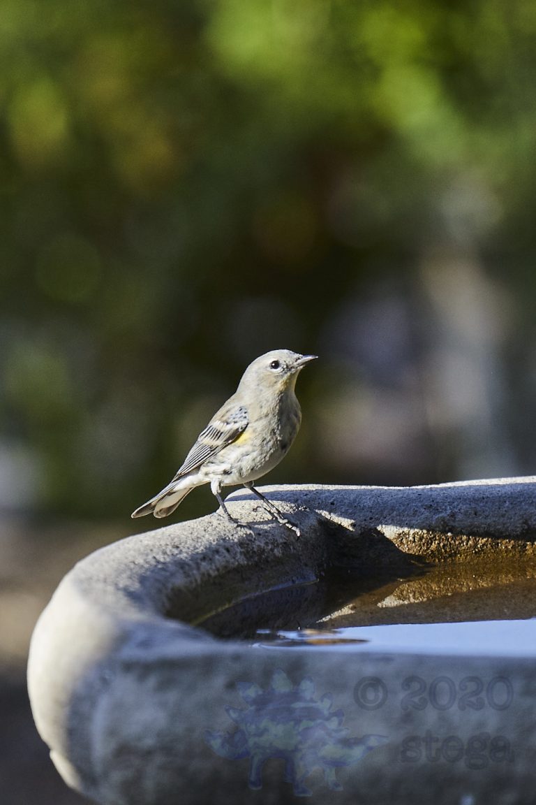 Yellow-Rumped Warbler