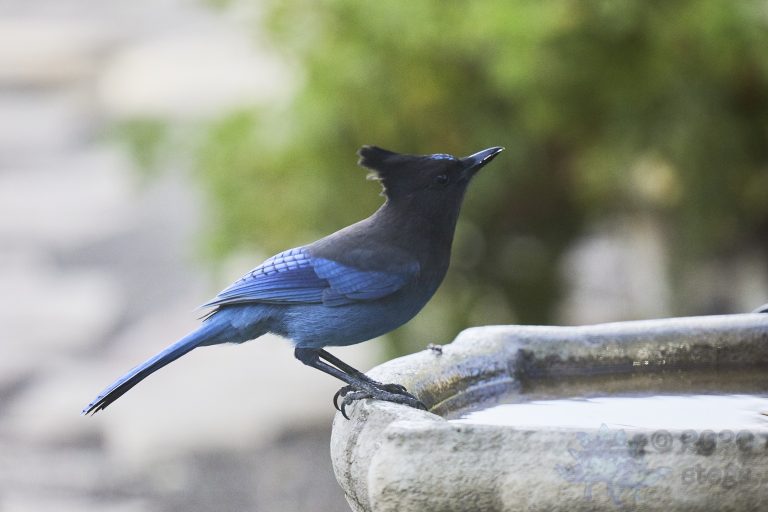 Steller’s Jay