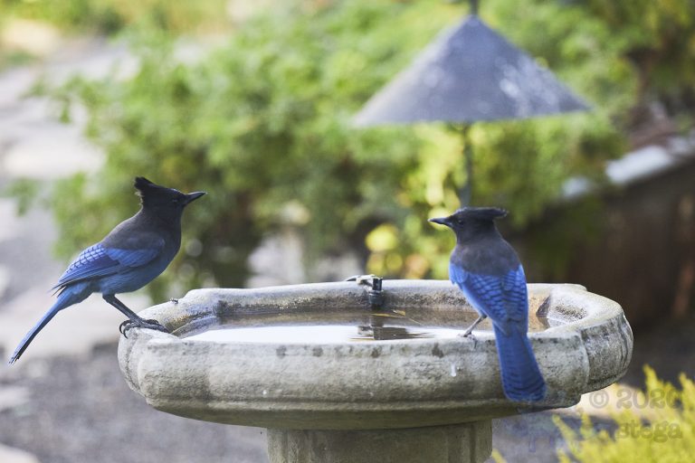 Steller’s Jays