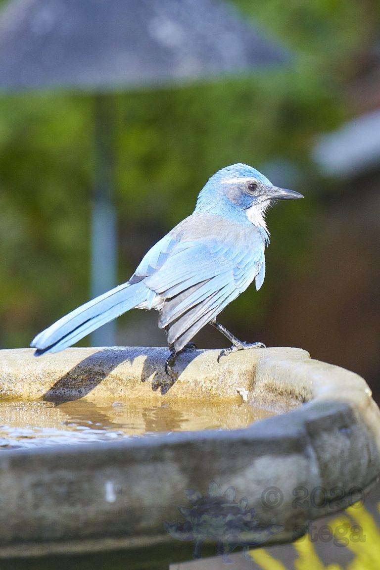 California Scrub Jay