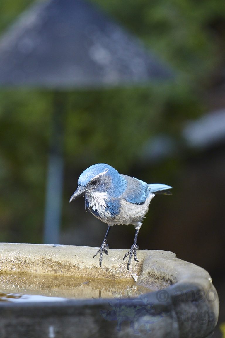 California Scrub Jay (Check out those feet!)