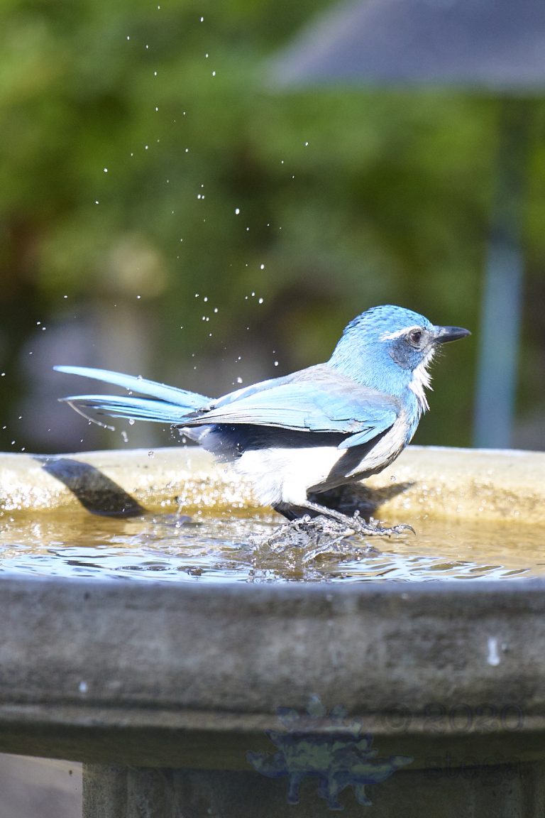 California Scrub Jay