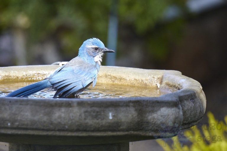 California Scrub Jay Week