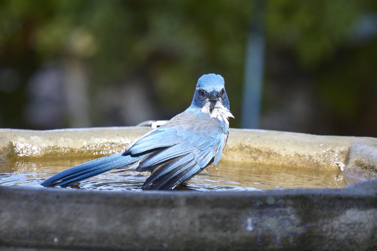 California Scrub Jay Week