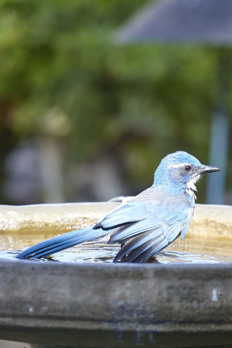 California Scrub Jay Week