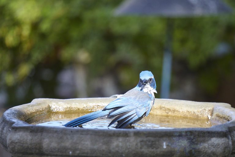 California Scrub Jay Week