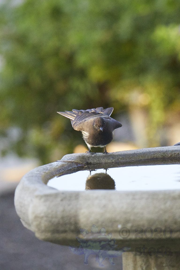 Black Phoebe