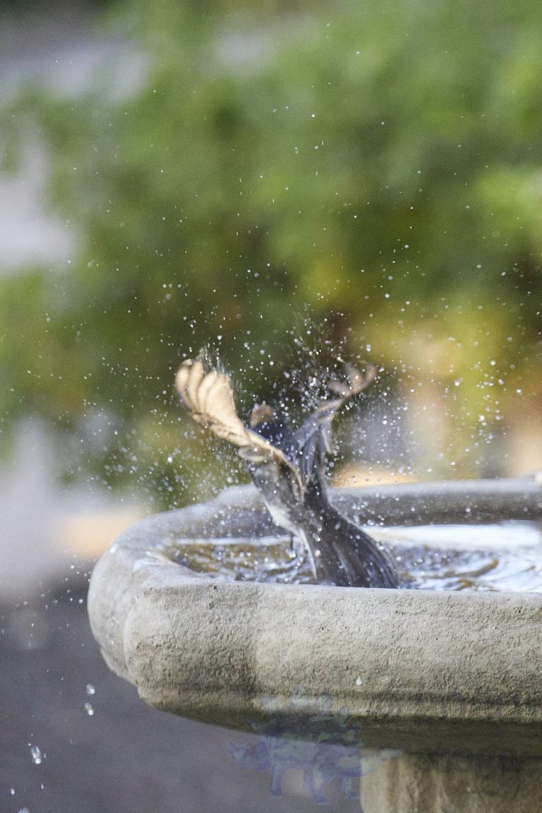Black Phoebe